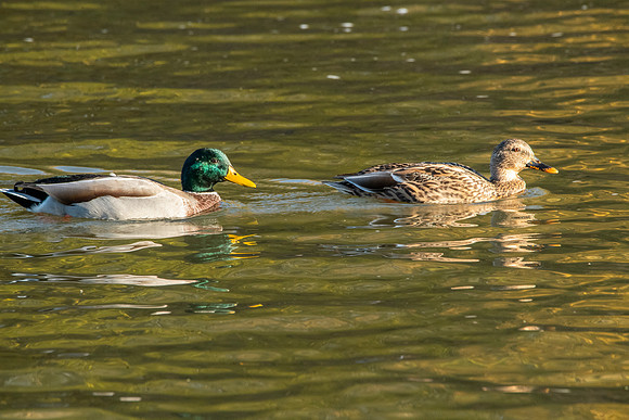 Iowa Rowing_0215