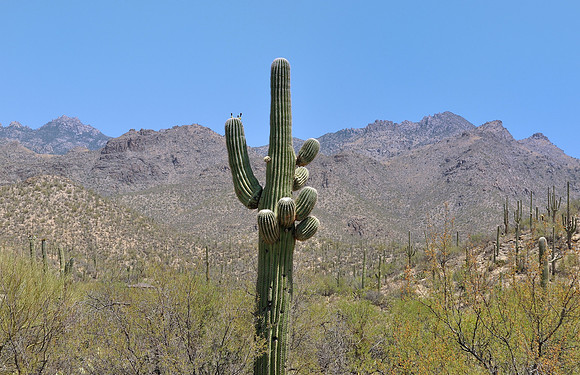 az-vacation-2013_257_9170288578_o