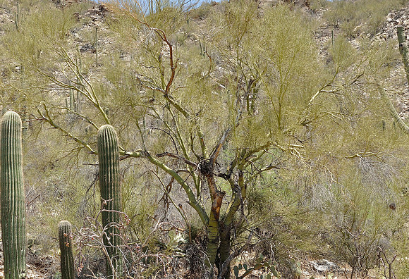 az-vacation-2013_260_9168089479_o