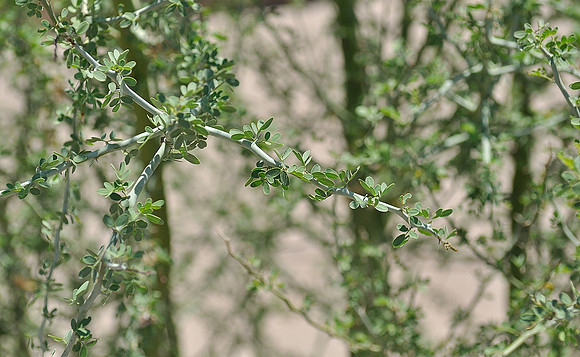 az-vacation-2013_270_9168167901_o