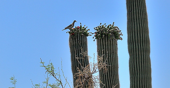 az-vacation-2013_287_9168298585_o