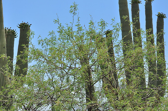 az-vacation-2013_286_9170518998_o