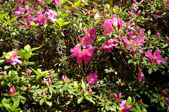 hilton-head-2013_013_8669113519_o