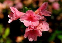 hilton-head-2013_018_8669116647_o