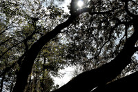 hilton-head-2013_017_8669116245_o