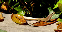 hilton-head-2013_019_8670220040_o