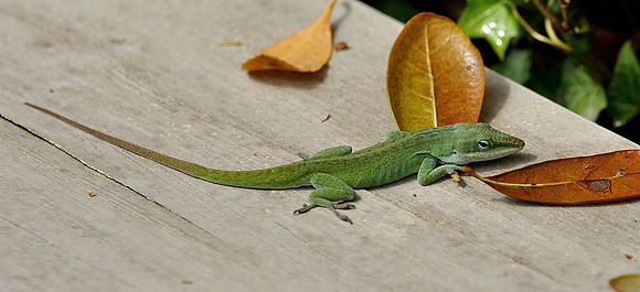 hilton-head-2013_024_8669118111_o