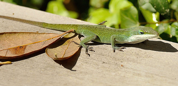 hilton-head-2013_029_8670223914_o