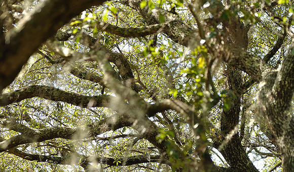 hilton-head-2013_034_8670226746_o