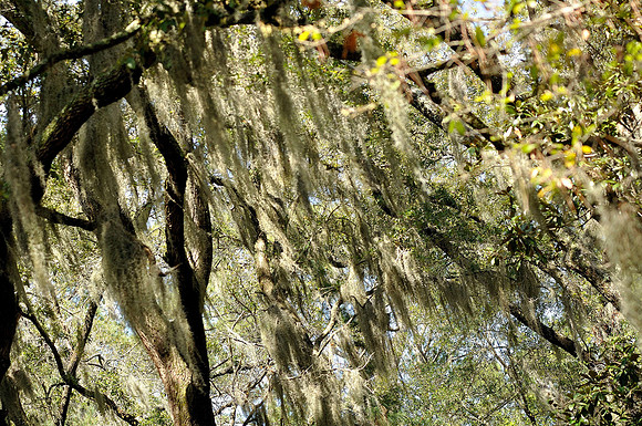 hilton-head-2013_035_8669124949_o