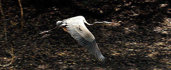 hilton-head-2013_050_8669132477_o