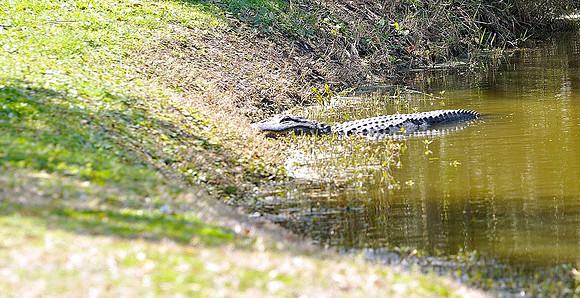 hilton-head-2013_145_8669267951_o