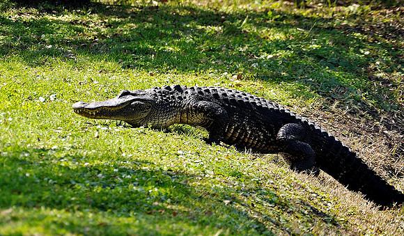 hilton-head-2013_146_8669268709_o