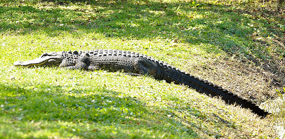 hilton-head-2013_149_8669270823_o