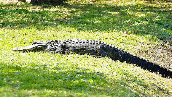 hilton-head-2013_148_8670372738_o