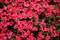 hilton-head-2013_006_8670212246_o