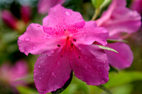 hilton-head-2013_012_8669112627_o