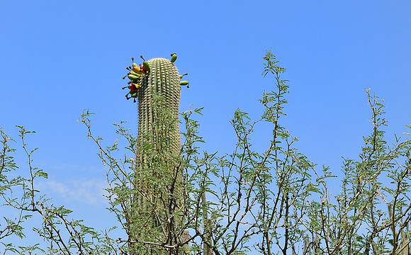 az-vacation-2013_259_9168081197_o