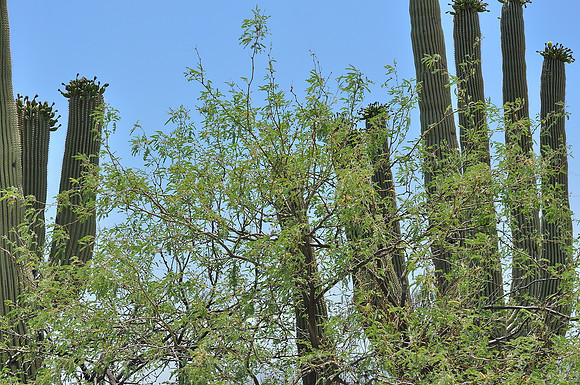 az-vacation-2013_286_9170518998_o