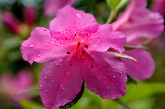 hilton-head-2013_012_8669112627_o