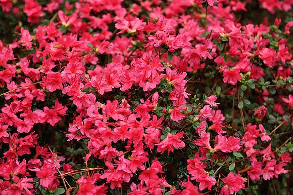 hilton-head-2013_006_8670212246_o