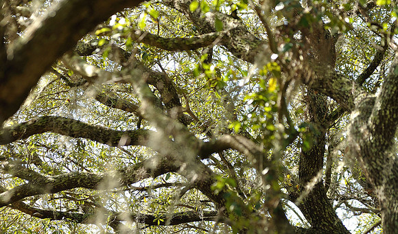 hilton-head-2013_034_8670226746_o