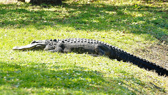 hilton-head-2013_148_8670372738_o