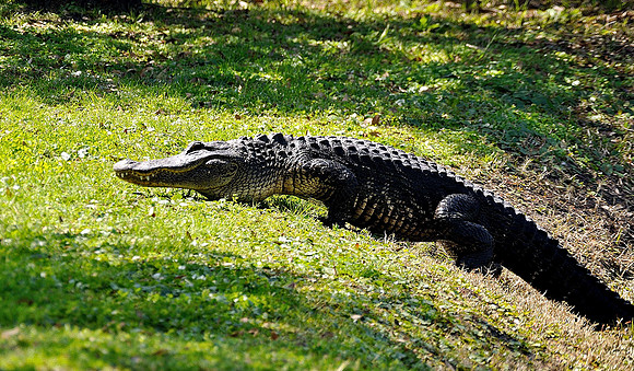 hilton-head-2013_146_8669268709_o