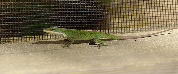 hilton-head-2013_042_8669129281_o