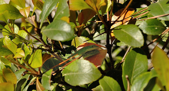 hilton-head-2013_043_8669129619_o