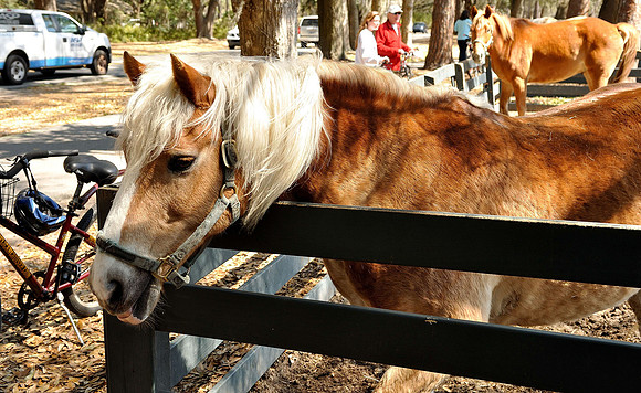 hilton-head-2013_099_8669164281_o