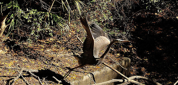 hilton-head-2013_048_8669132081_o